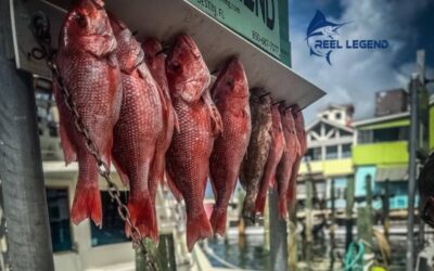August Big Game Fishing in Destin