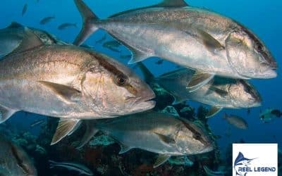 September Deep Sea Fishing in Destin: Three Top Species, One Incredible Trip