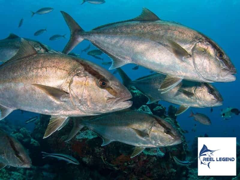 September Deep Sea Fishing in Destin